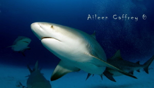 Bull Shark getting acquainted, Playa del Carmen by Aileen Caffrey 